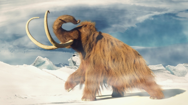 Voici Lyuba, une femelle mammouth vieille de 42 000 ans et